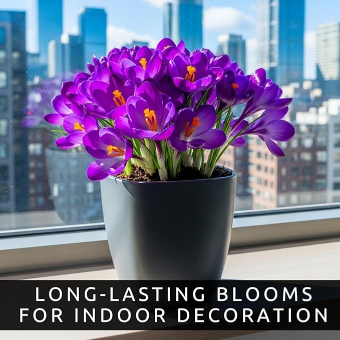 Pre-Chilled Blue Moon Crocus Bulbs for Forcing Indoors – Holiday Gift of Winter Cheer – Easy Flowers in Pots or Planters – Bloom Indoors or Plant Outdoors (5 Bulbs)