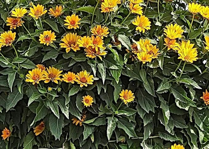 One Pound of Jerusalem Artichoke Tubers | Sunchokes by Greenhouse PCA | Fresh Sunchoke Bulbs for Eating or Planting