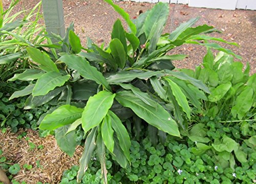 Fresh Live Cardamom Ginger Plant
