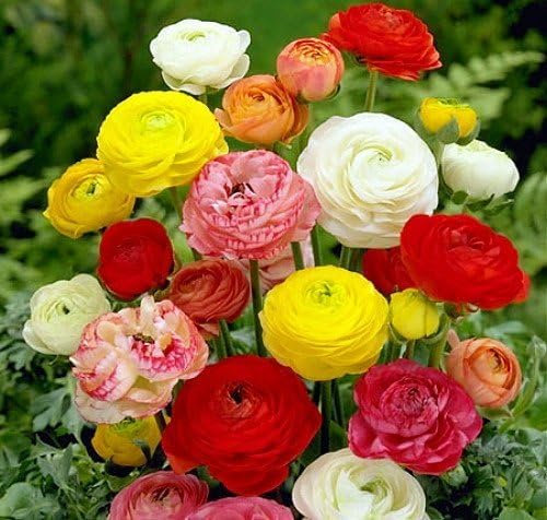 (15) Real Mixed Color Ranunculus Bulbs, Lovely Potted Plants Flower Bulbs,Perennial Bonsai Bulbous Root Garden Plant