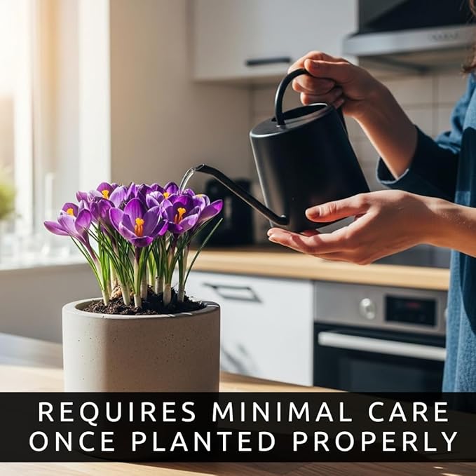 Pre-Chilled Blue Moon Crocus Bulbs for Forcing Indoors – Holiday Gift of Winter Cheer – Easy Flowers in Pots or Planters – Bloom Indoors or Plant Outdoors (5 Bulbs)