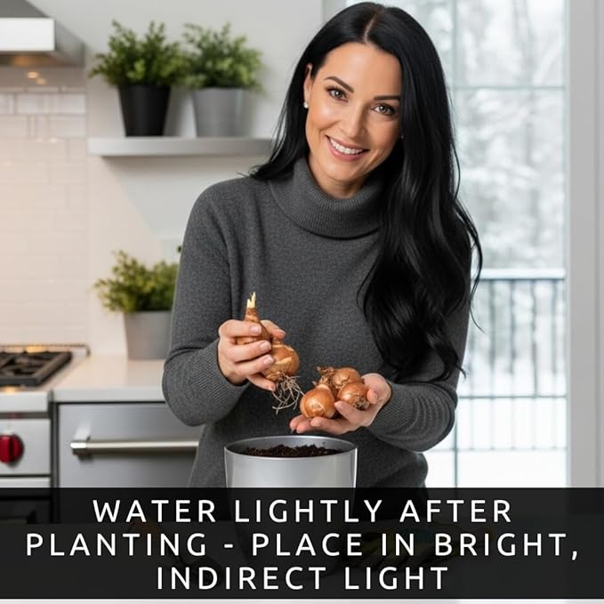 Pre-Chilled Blue Moon Crocus Bulbs for Forcing Indoors – Holiday Gift of Winter Cheer – Easy Flowers in Pots or Planters – Bloom Indoors or Plant Outdoors (20 Bulbs)