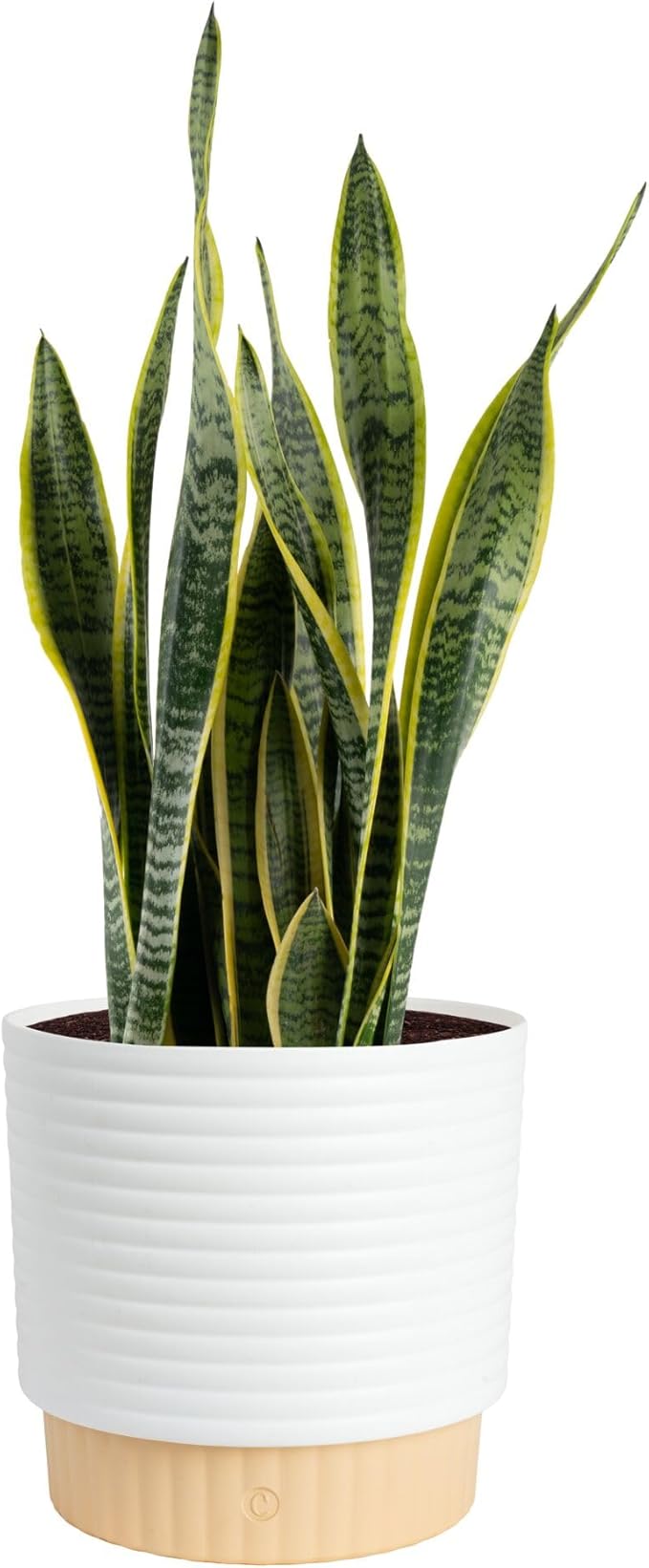 Costa Farms Live Snake Plant, Sansevieria, Easy Care House Plant in Premium Decor Pot, Houseplant in Potting Soil Mix, Succulent Plant Gift for Housewarming, Office and Home Decor, 2-3 Feet Tall