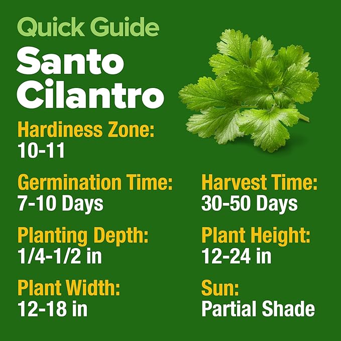 HOME GROWN Non GMO 500+ Cilantro Seeds (Fast Growing) Heirloom Coriander Seeds for Planting Indoors & Outdoors Santo Cilantro Herb for Kitchen Garden, High Germination
