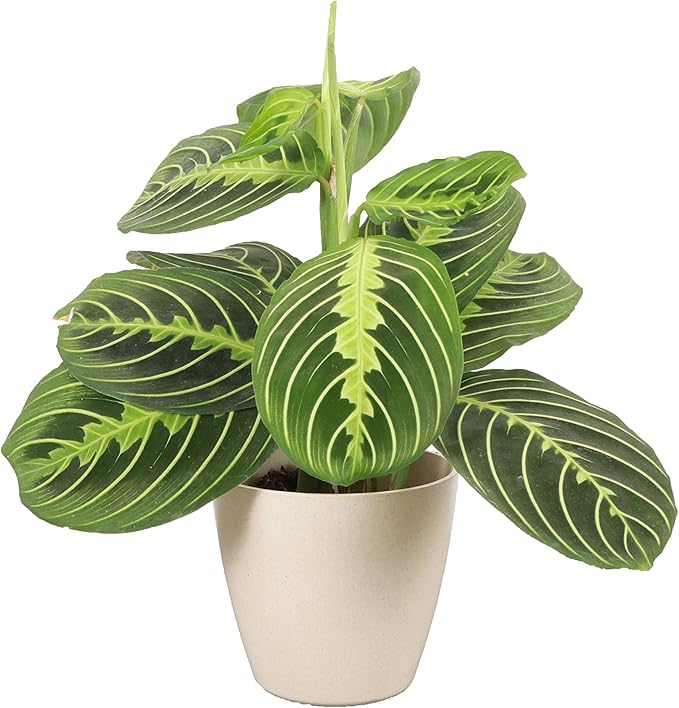 Thorsen's Greenhouse Lemon Lime Prayer Plant, Live Indoor Plant, Pet Friendly, Attractive Houseplant, Lemon Maranta, Natural Air Purifier, Easy to Grow, 4" Diameter Pot (Natural)