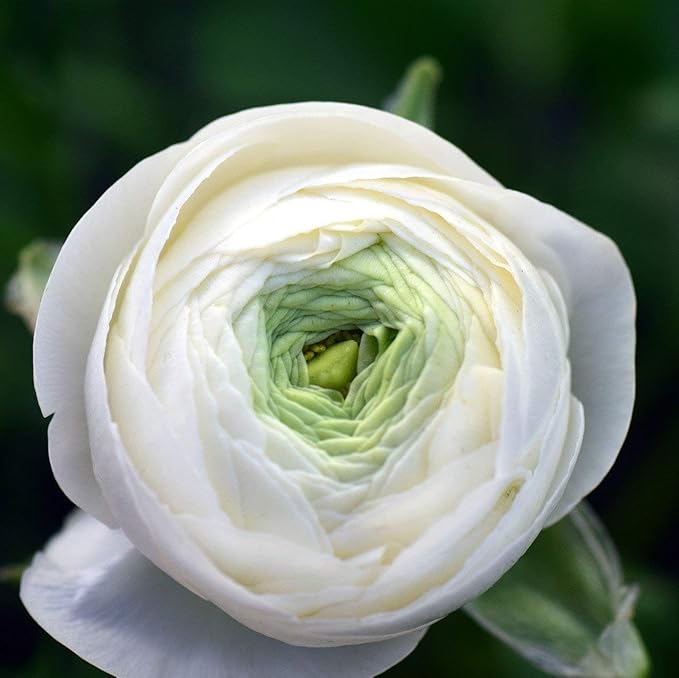 (30) Real White Ranunculus Bulbs, Lovely Potted Plants Flower Bulbs,Perennial Bonsai Bulbous Root Garden Plant