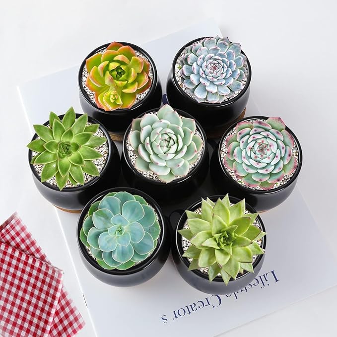 2 Pack Succulent Pots, 2.5 Inch Mini Ceramic Pots for Flower or Cactus Plants with Drainage Hole,Plants Not Included (Black)