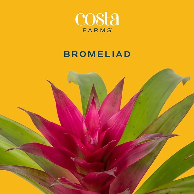 Costa Farms Bromeliad Live Plant, Live Indoor Flowering Plant, Houseplant Potted in Eco-Friendly Washable Paper Planter with Potting Soil Mix, Tabletop Room Decor, Grower's Choice, 12-Inches Tall