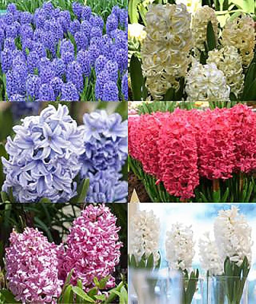 10 Purple Sensation Hyacinth Bulbs – Large 16-17cm Bulbs for Richly Fragrant, Vibrant Purple Blooms – Easy-to-Grow Spring Flower for Gardens, Borders, and Containers