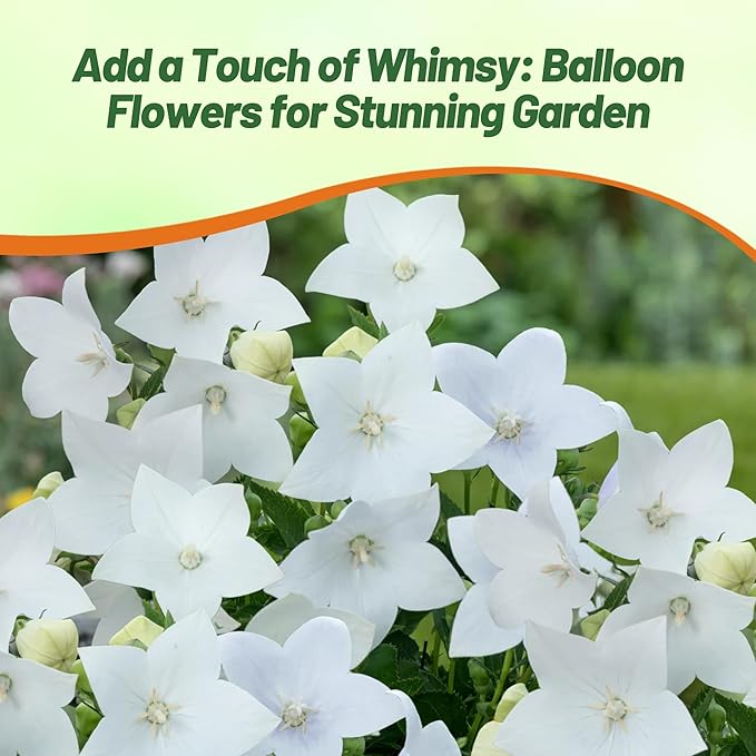 Outsidepride White Balloon Flower Seeds for Planting – 1000 Pcs Perennial, Drought-Tolerant, Easy to Grow, Low Maintenance, Pollinator-Friendly, Star-Shaped Blooms for Outdoor Gardens and Borders