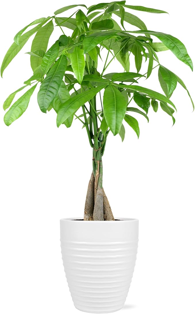 Green Circle Growers 5" Money Tree in White Floramx Pot, Live Indoor Plants, House Plant