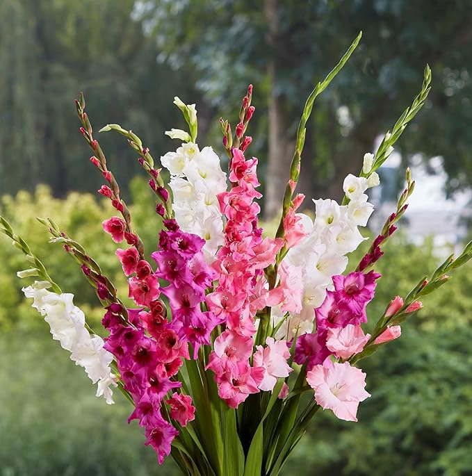 Sorbet Gladiolus Mix Bulbs - White, Pink and Burgundy, Perennial Gladiolus Flowering Bulbs | Large Blooms, Easy to Grow, Perfect for Cut (12 Pack)