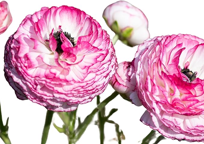 Ranunculus Bulbs - Picotee Pink - Beautiful Pink and White Flowers - Large and Healthy Ranunculus Corms Ready to Grow in Spring or Summer Gardens from Hand Picked Nursery (5)