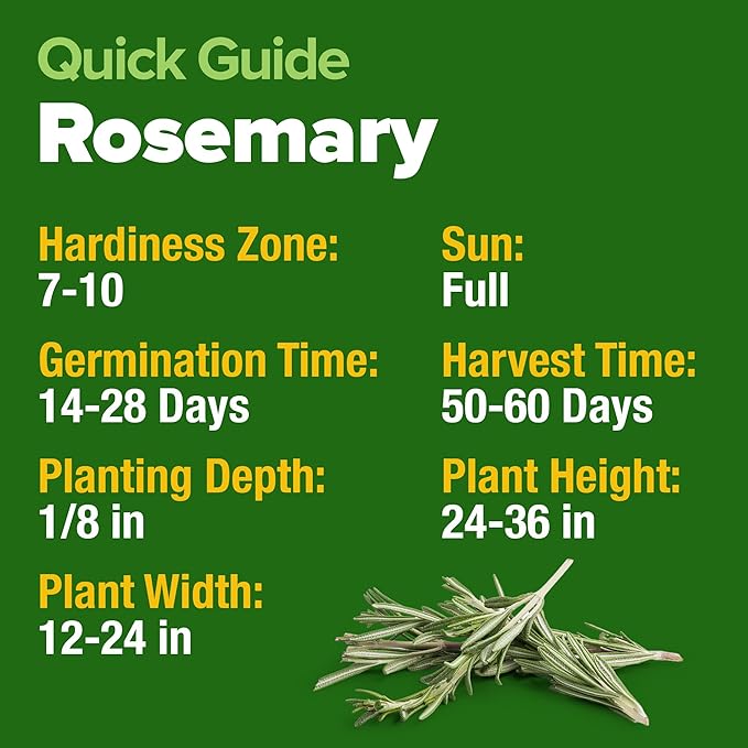 HOME GROWN Non GMO Rosemary Seeds Pack - 150 High Germinating Heirloom Herb Seeds for Planting in Indoor or Outdoor Herb Gardens (Salvia rosmarinus)