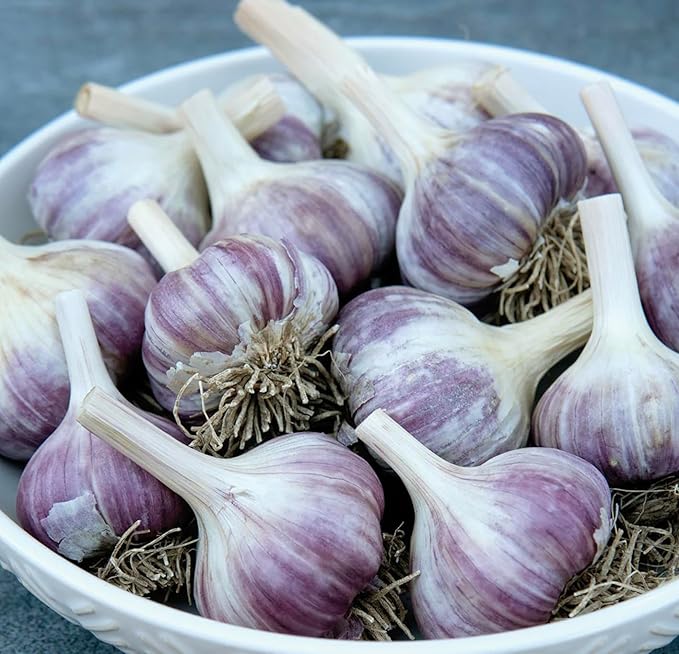 5 pack of Fresh Purple Garlic Bulb - Great for Planting and Growing OR Eating by Greenhouse PCA