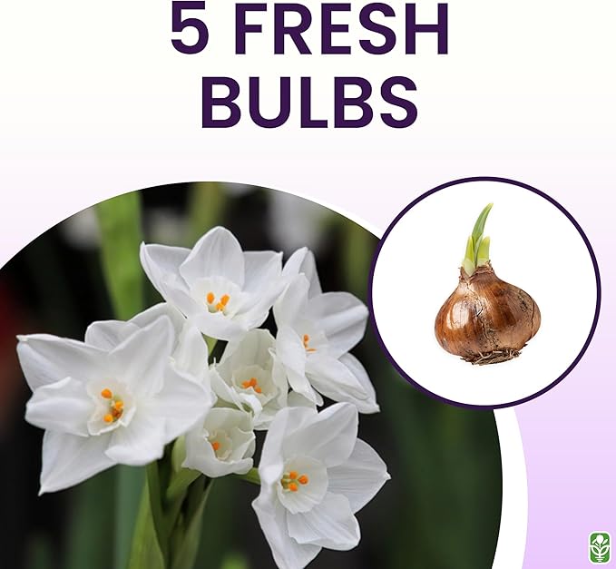 5 Fresh Ziva Paperwhite Narcissus Bulbs - TOP Size