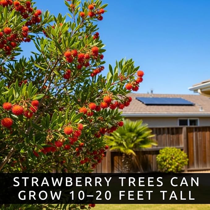 30 Strawberry Tree Seeds – Arbutus Unedo – Non-GMO Seeds for Home Planting – Attractive Ornamental Trees with Edible Fruit – Easy-to-Grow for Gardens, Containers, and Landscaping