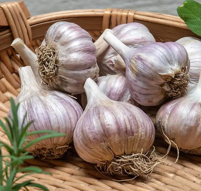 5 pack of Fresh Purple Garlic Bulb - Great for Planting and Growing OR Eating by Greenhouse PCA