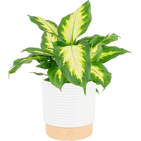 Professional Nursery Grade Dieffenbachia Fertilizer 4 LB Six Month Slow Release Leopard Lily Dumb Cane Plant Food