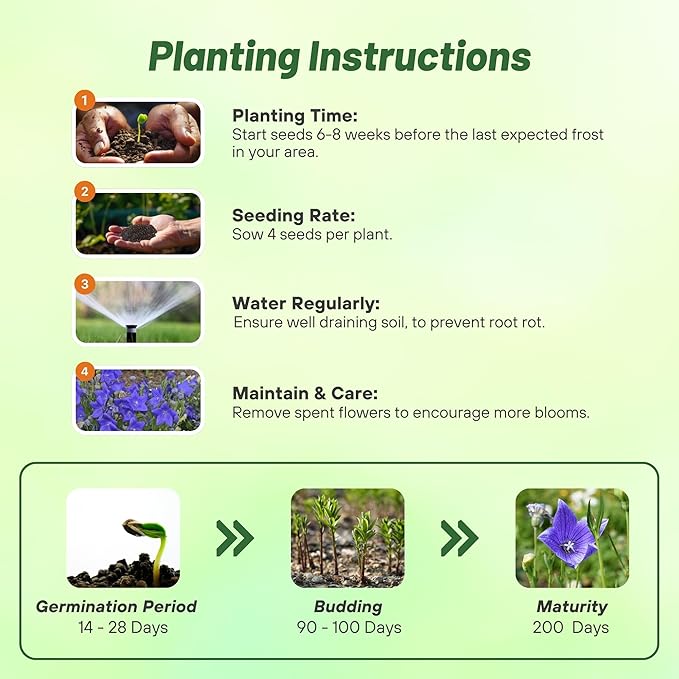 Outsidepride Blue Balloon Flower Seeds for Planting – 1000 Pcs Perennial, Drought-Tolerant, Easy to Grow, Low Maintenance, Pollinator-Friendly, Star-Shaped Blooms for Outdoor Gardens and Borders