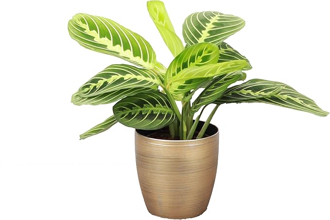 Thorsen's Greenhouse Lemon Lime Prayer Plant, Live Indoor Plant, Pet Friendly, Attractive Houseplant, Lemon Maranta, Natural Air Purifier, Easy to Grow, 4" Diameter Pot (Gold)