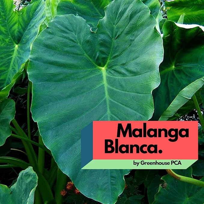 Live Bulbs Colocasia gigantea Thailand Giant Thai Giant Elephant Ear Huge Malanga Leaf (3 Bulbs) by Greenhouse PCA