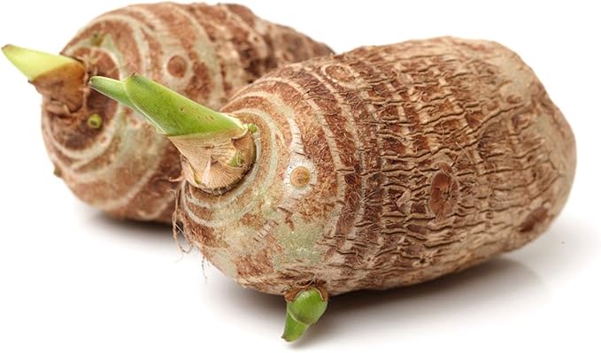 3 Bulbs Colocasia Esculenta, Green Taro, Cocoyam, Taro, Elephant Ear Bulbs. Lifetime Growth Guarantee by Greenhouse PCA.