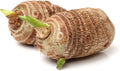 3 Bulbs Colocasia Esculenta, Green Taro, Cocoyam, Taro, Elephant Ear Bulbs. Lifetime Growth Guarantee by Greenhouse PCA.