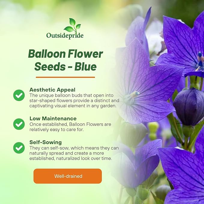 Outsidepride Blue Balloon Flower Seeds for Planting – 2000 Pcs Perennial, Drought-Tolerant, Easy to Grow, Low Maintenance, Pollinator-Friendly, Star-Shaped Blooms for Outdoor Gardens and Borders