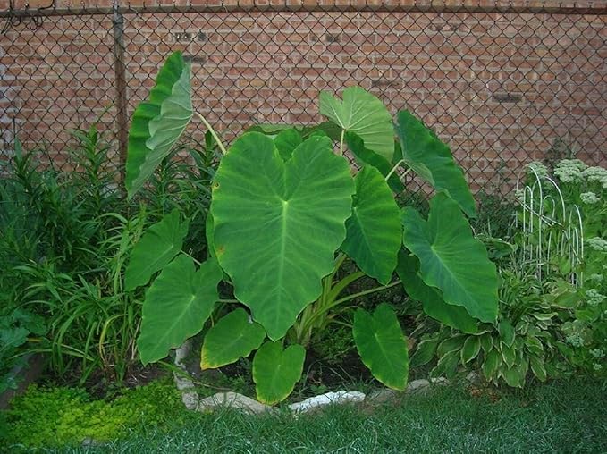 20 Live Colocasia Esculenta Elephant Ear Taro Gabi Kalo Eddo Bulbs by Greenhouse PCA