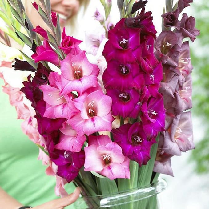 Sorbet Gladiolus Mix Bulbs - White, Pink and Burgundy, Perennial Gladiolus Flowering Bulbs | Large Blooms, Easy to Grow, Perfect for Cut (40 Pack)