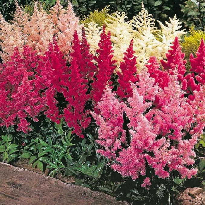 1000 Pcs Mixed Astilbe Seeds Perennial-Shade Tolerant Flower Seeds for Planting Vibrant Blooms in Moist Areas & Pollinator-Garden Borders Friendly with High Germination Rate