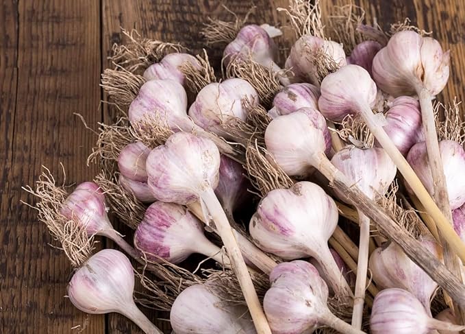 5 pack of Fresh Purple Garlic Bulb - Great for Planting and Growing OR Eating by Greenhouse PCA