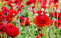 (10) Real Red Ranunculus Bulbs, Lovely Potted Plants Flower Bulbs,Perennial Bonsai Bulbous Root Garden Plant
