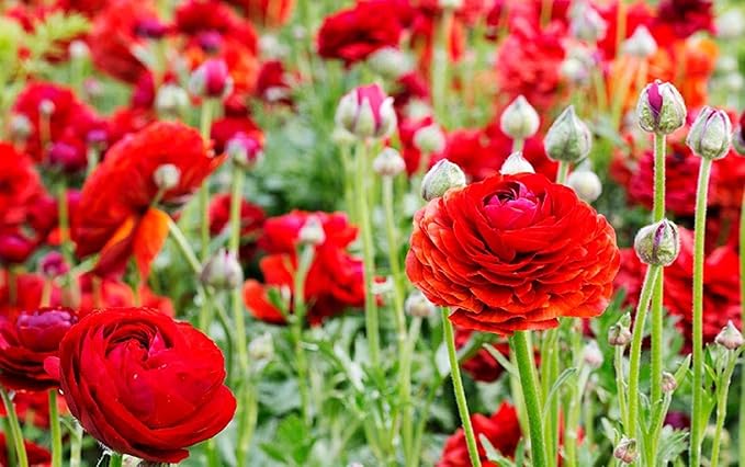 (40) Real Red Ranunculus Bulbs, Lovely Potted Plants Flower Bulbs,Perennial Bonsai Bulbous Root Garden Plant