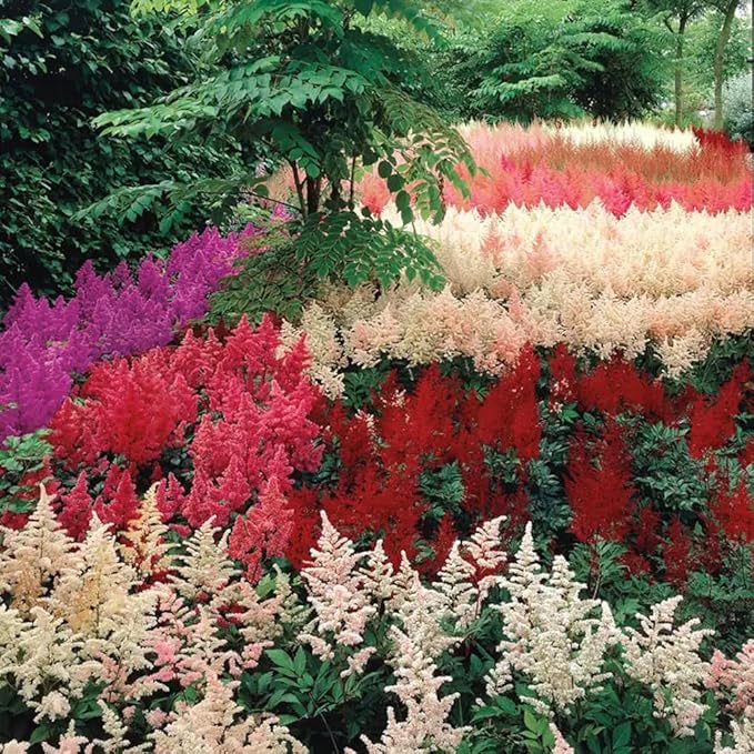 1000 Pcs Mixed Astilbe Seeds Perennial-Shade Tolerant Flower Seeds for Planting Vibrant Blooms in Moist Areas & Pollinator-Garden Borders Friendly with High Germination Rate