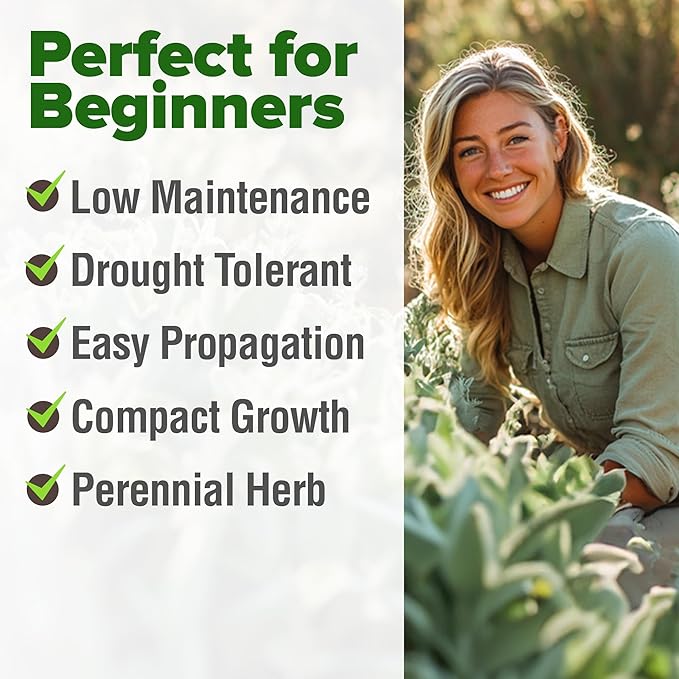 HOME GROWN Non GMO White Sage Seeds 323 Pack Heirloom Seeds - Grow Aromatic Sage Plants for Your Herb Seeds Garden with Sage for Planting Outdoor or Indoor (Salvia apiana)