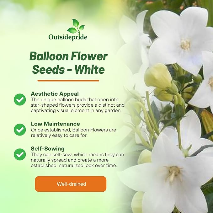 Outsidepride White Balloon Flower Seeds for Planting – 1000 Pcs Perennial, Drought-Tolerant, Easy to Grow, Low Maintenance, Pollinator-Friendly, Star-Shaped Blooms for Outdoor Gardens and Borders