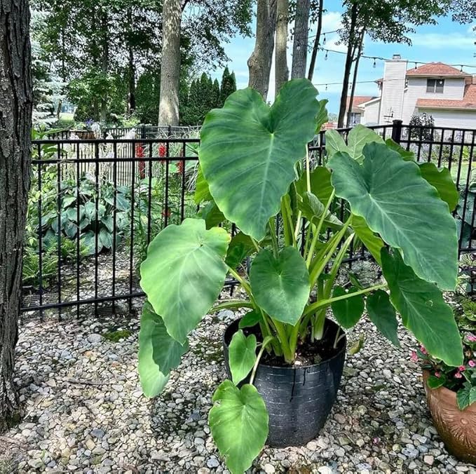 Live Bulbs Colocasia gigantea Thailand Giant Thai Giant Elephant Ear Huge Malanga Leaf (3 Bulbs) by Greenhouse PCA