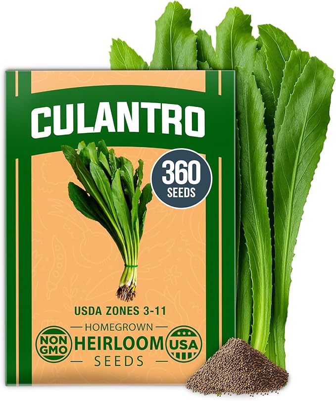 HOME GROWN Non GMO Culantro Seeds 360 Herb Seeds for Planting Non-GMO Heirloom Variety, Robust Flavor, Thrives in Heat, Grows Indoors or Outdoors, Cilantro Substitute (Eryngium Foetidum)