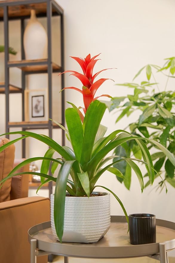 Costa Farms Bromeliad, Flowering Live Indoor Plant in Modern Flower Pot, Houseplant with Flowers in Potting Soil, Grower's Choice, New House Gift, Home or Room Decor, 20-Inches Tall