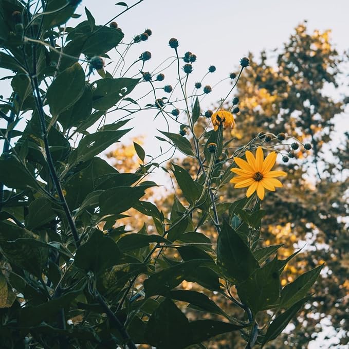 Jerusalem Artichoke Live Tubers, 7 Fresh Sunchoke Bulbs for Planting by Greenhouse PCA