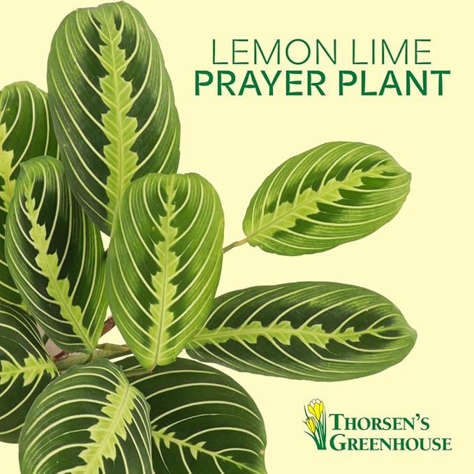 Thorsen's Greenhouse Lemon Lime Prayer Plant, Live Indoor Plant, Pet Friendly, Attractive Houseplant, Lemon Maranta, Natural Air Purifier, Easy to Grow, 4" Diameter Pot (White)