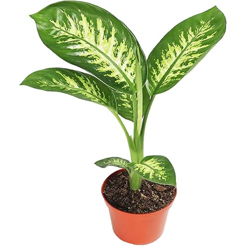 Professional Nursery Grade Dieffenbachia Fertilizer 4 LB Six Month Slow Release Leopard Lily Dumb Cane Plant Food