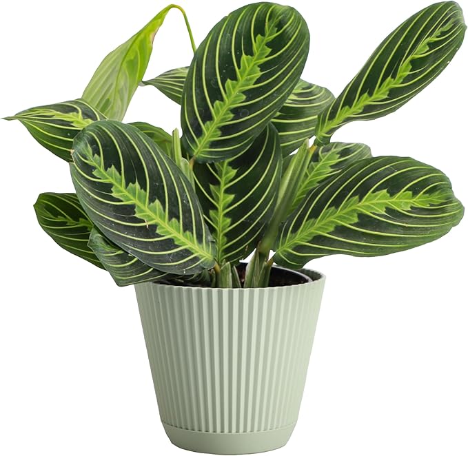 Thorsen's Greenhouse Lemon Lime Prayer Plant, Live Indoor Plant, Pet Friendly, Attractive Houseplant, Lemon Maranta, Natural Air Purifier, Easy to Grow, 4" Diameter Pot (Sage)