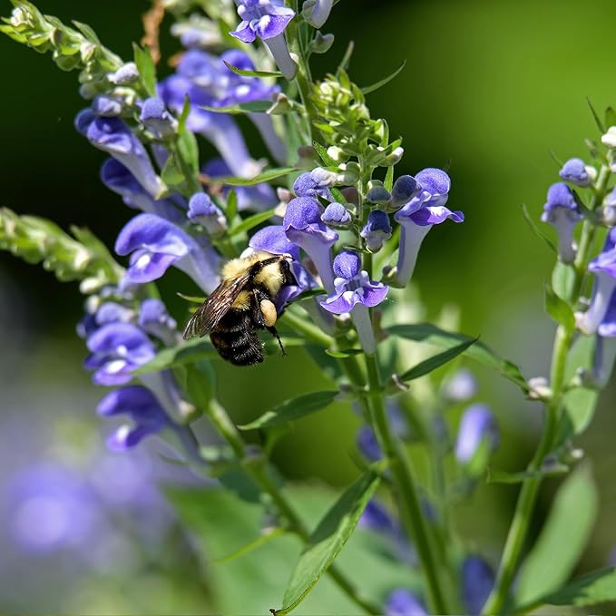 Banyan Botanicals Organic Skullcap Seeds – Skutellaria Lateriflora – Soothing Herb That is Quick-Growing and Low-Maintenance Herb – 50 Count – Open Pollinated Non-GMO Easy-to-Grow