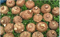 20 Live Colocasia Esculenta Elephant Ear Taro Gabi Kalo Eddo Bulbs by Greenhouse PCA