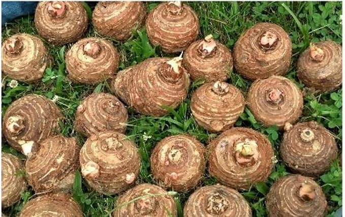 20 Live Colocasia Esculenta Elephant Ear Taro Gabi Kalo Eddo Bulbs by Greenhouse PCA