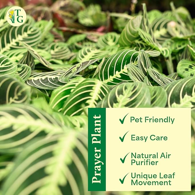 Thorsen's Greenhouse Lemon Lime Prayer Plant, Live Indoor Plant, Pet Friendly, Attractive Houseplant, Lemon Maranta, Natural Air Purifier, Easy to Grow, 4" Diameter Pot (Natural)