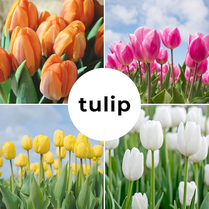 Tulip Bulbs for Fall Planting Bulk, 25 Mix Color Tulip Bulbs, Large Bulbs for Growing Indoors Outdoors, Easy to Plant